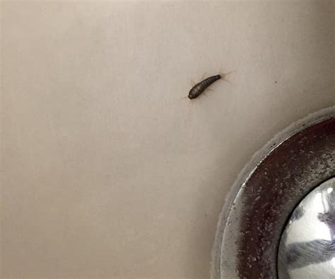 Thin bugs like roaches are looking for a place to escape the heat, and they often find refuge in. . Little bugs that look like sperm